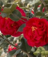 Kramer's Supreme Camellia