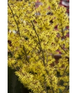 Arnold Promise Witch Hazel