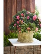 Congratulatory Light Azalea