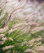 Karley Rose Oriental Fountain Grass