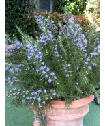 Roman Beauty Rosemary