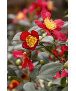 Yuletide Camellia