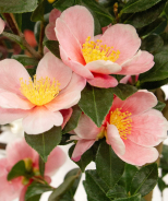 Pink-A-Boo® Camellia