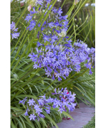 Queen Anne Agapanthus