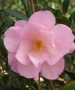 Taylor's Perfection Camellia