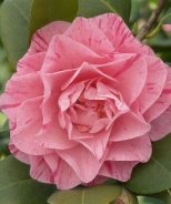 Carter's Sunburst Camellia