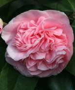 Debutante Camellia