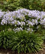 Agapanthus