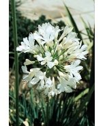 White Agapanthus