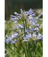 Dwarf Agapanthus