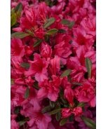 Girard's Rose Evergreen Azalea