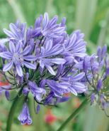 Blue Storm™ Agapanthus