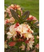 Cannon's Double Azalea