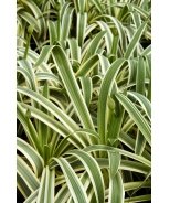 Sun Stripe® Agapanthus