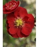 Double Take Scarlet™ Flowering Quince