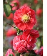 Double Take Pink™ Flowering Quince