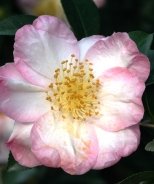 Apple Blossom Camellia