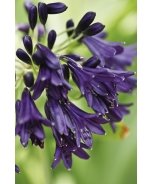 Mood Indigo Agapanthus