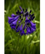 Graskop Agapanthus