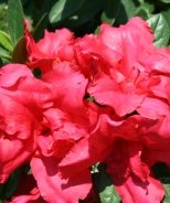 Bloom-A-Thon® Red Reblooming Azalea