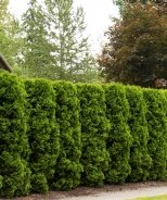 10 Evergreen Shrubs for Privacy (Zone: 3 - 7)