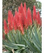 What's THAT: Aloes, A Look into this Fuss-Free Plant