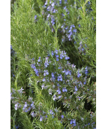 Tuscan Blue Rosemary