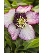 Winter Jewels® Cherry Blossom Lenten Rose