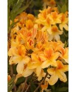 Golden Flare Azalea