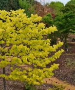 The Rising Sun™ Eastern Redbud