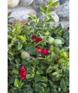 Super Red® Flowering Quince