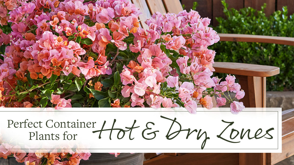 Perfect Container Plants For Hot And Dry Zones Grow Beautifully