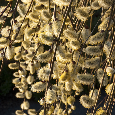 willow400x400 willow400x400