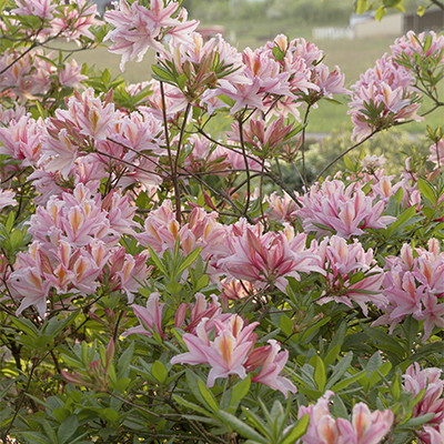 Irene Koster Azalea 400x400 Irene Koster Azalea 400x400