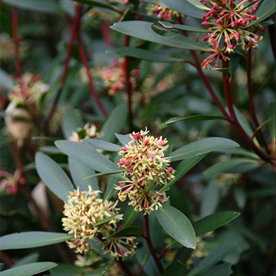 Mountain Pepper 400x400 Mountain Pepper 400x400
