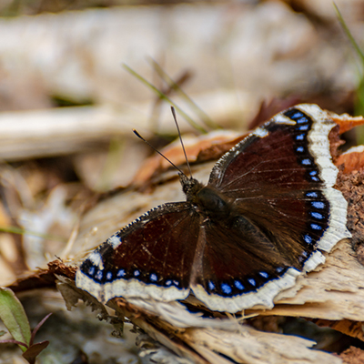 Pretty Pollinators