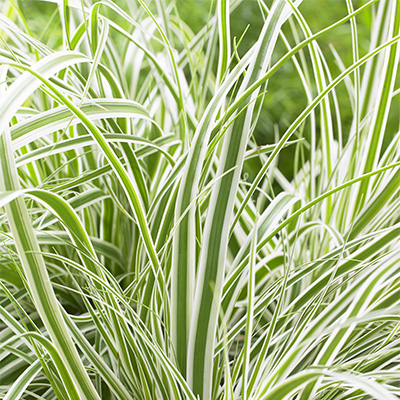 Carex EverColor® Everest Carex EverColor® Everest