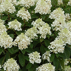 babylacepaniculatalandscapecropped250x250 babylacepaniculatalandscapecropped250x250