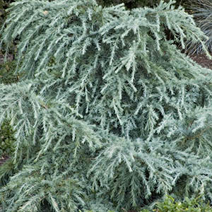 cedarcropped300x300 cedarcropped300x300