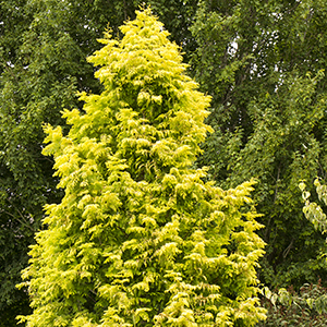 redwoodcropped300x300 redwoodcropped300x300