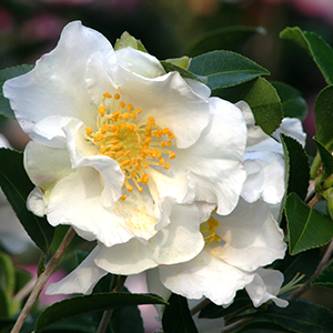 Pink-A-Boo® Camellia, Camellia sasanqua 'Mondel' PP #21,687