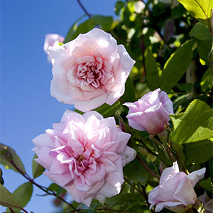 Cecile Brunner climbing Rose, Rosa hybrid Cecile Brunner climbing Rose, Rosa hybrid, at Monrovia Nursery Co.