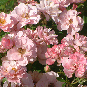 blogsmallshrubpink300 blogsmallshrubpink300
