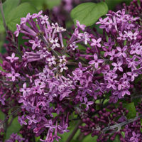bloomaranglilac300x300 bloomaranglilac300x300