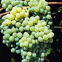 Himrod Grape
