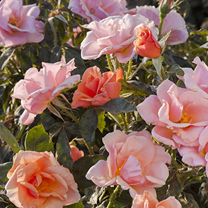 holt_1122_096.CR2 CP076177 - flowering rose