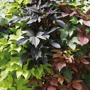 ipomoea cropped ipomoea cropped
