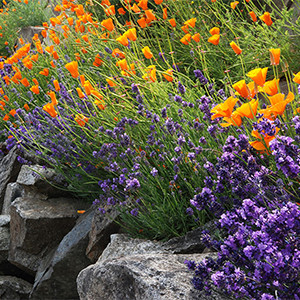 lavender-poppies-rockgarden-lo-1-150x150@2x