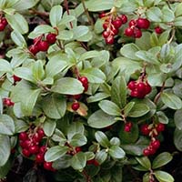 Red Pearl Lingonberry
