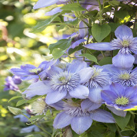 1590-blue-light-clematis-close-up 1590-blue-light-clematis-close-up